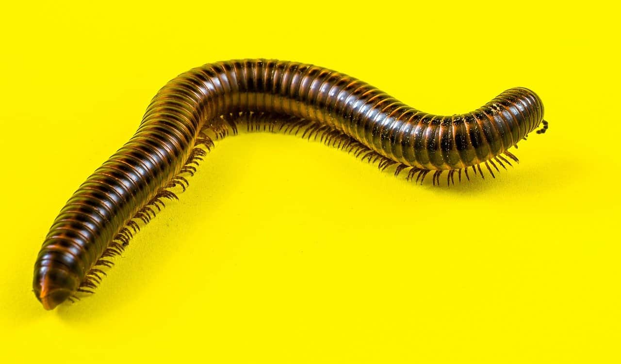 זחל